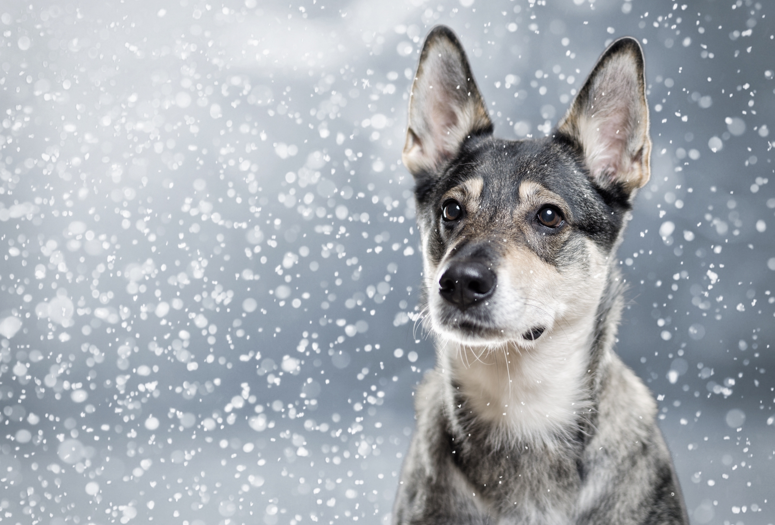 Собака сугроб. Собака в снегу. Собаки на фоне снега. Собака снег зима. Собака на зимнем фоне.