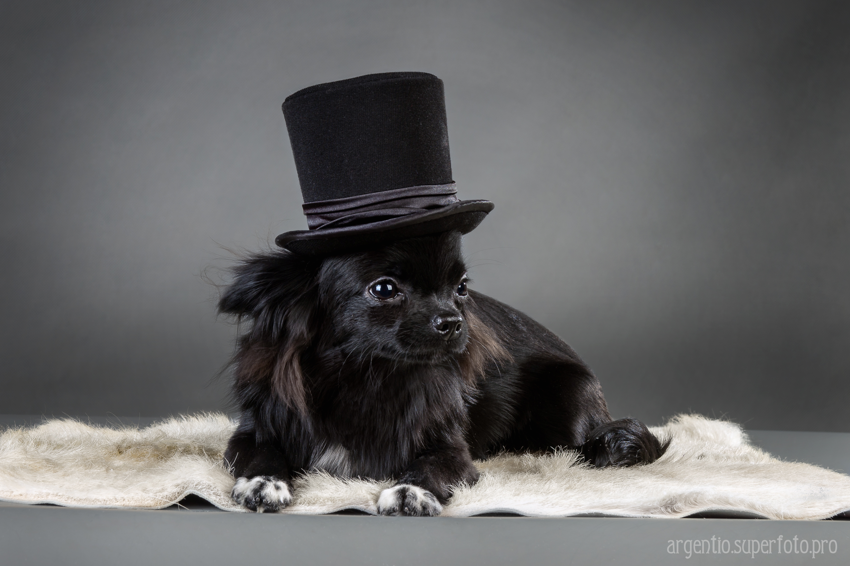 Животные шляпа. Собачка в шляпе. Щенок в шляпе. Собачка в шляпке. Черный кот в шляпе.