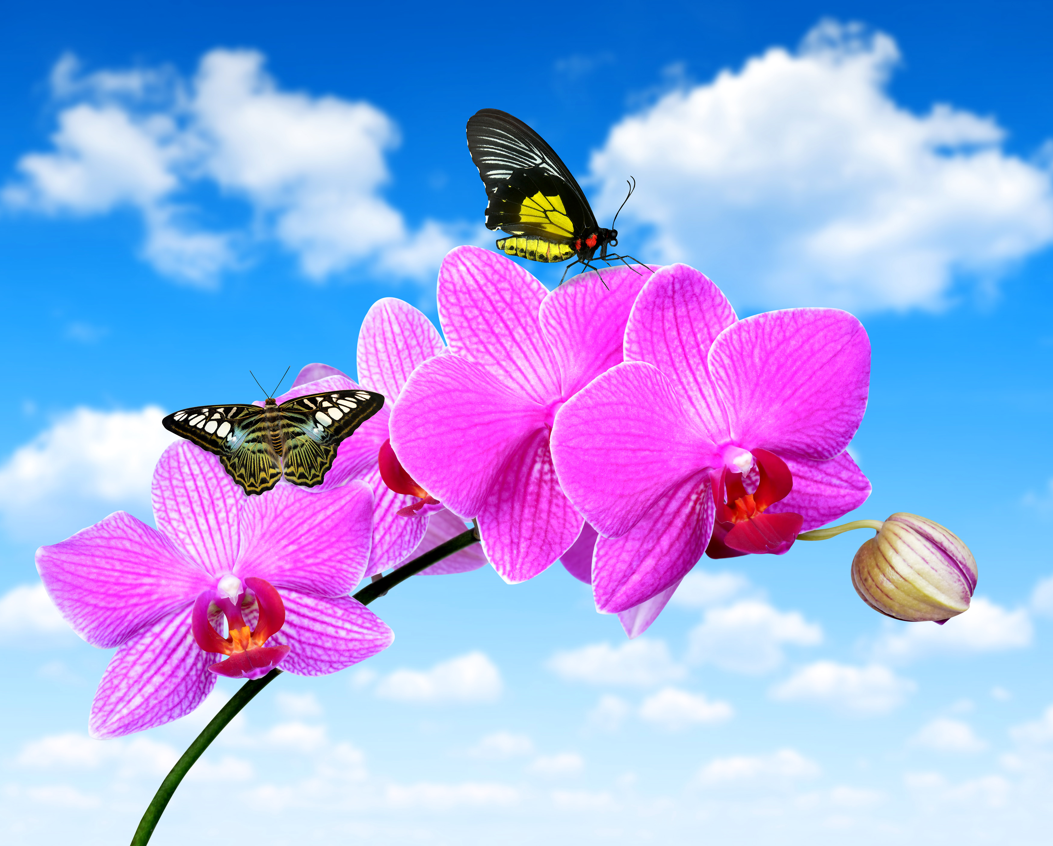 Цветы орхидея бабочка. Фаленопсис бабочка Баттерфляй. Фаленопсис Баттерфляй орхид. Орхидея Монтеррей бабочка. Орхидея бабочка Pink Sky.