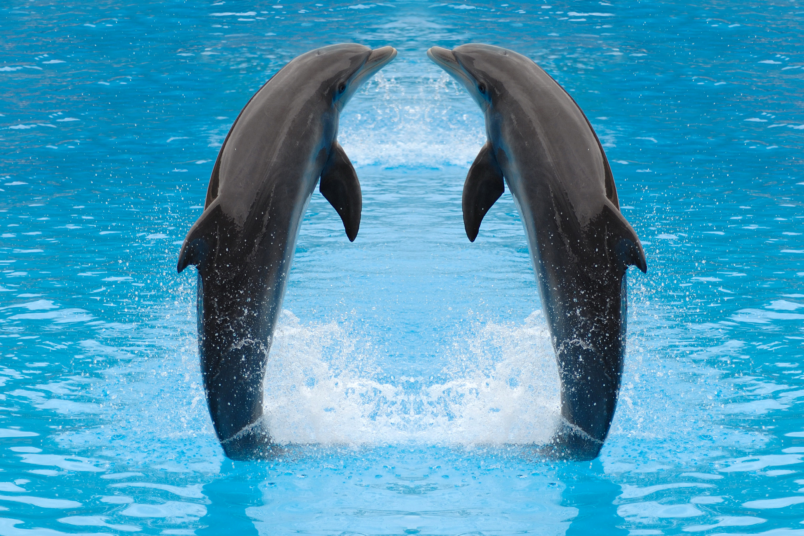 links grafisch Dynamiek Achtergronden Dolfijnen Twee 2 een dier 2736x1824