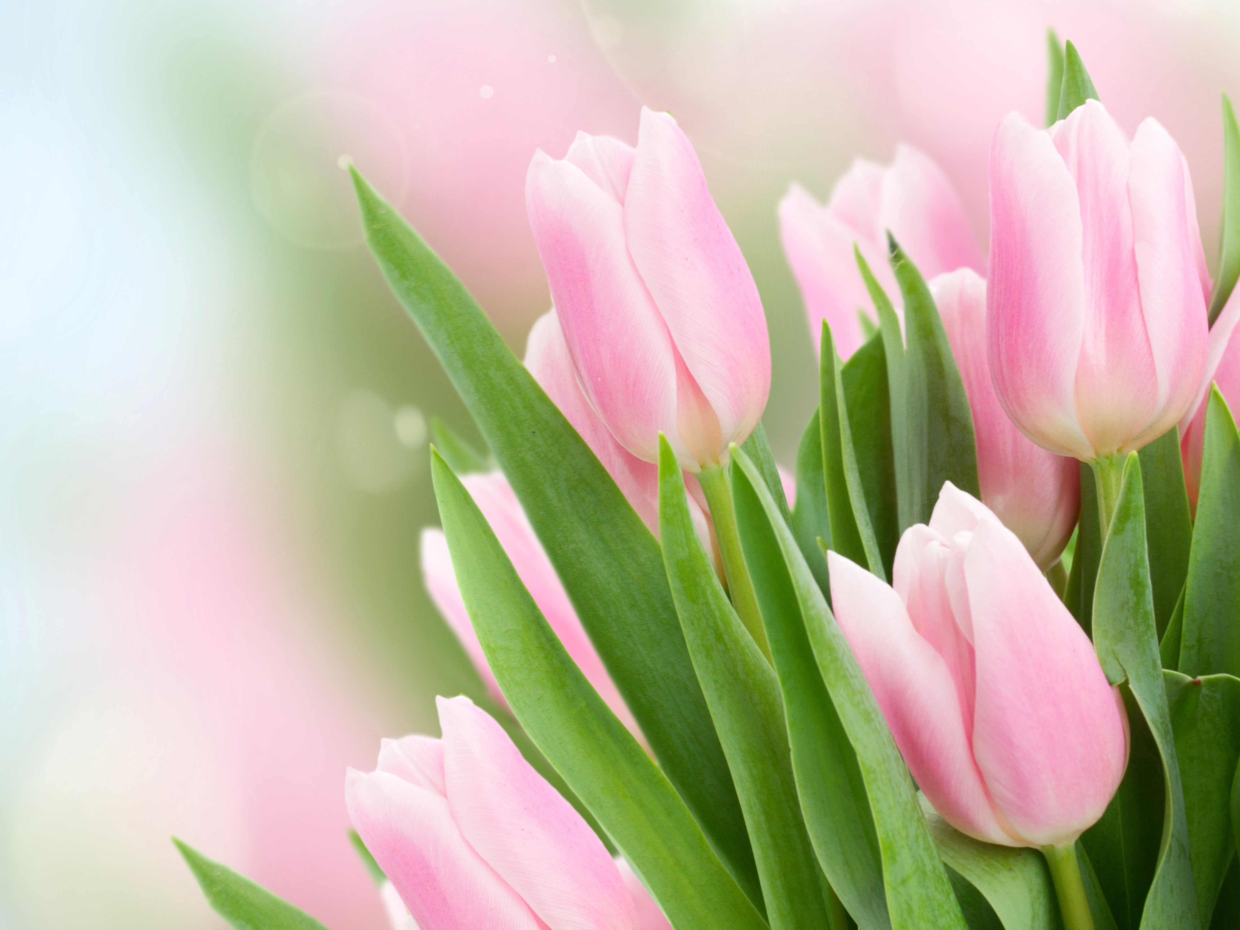 Что значат розовые тюльпаны. Розовые тюльпаны. Нежные тюльпаны. Тюльпаны. Нежно-розовый. Цветы тюльпаны розовые.