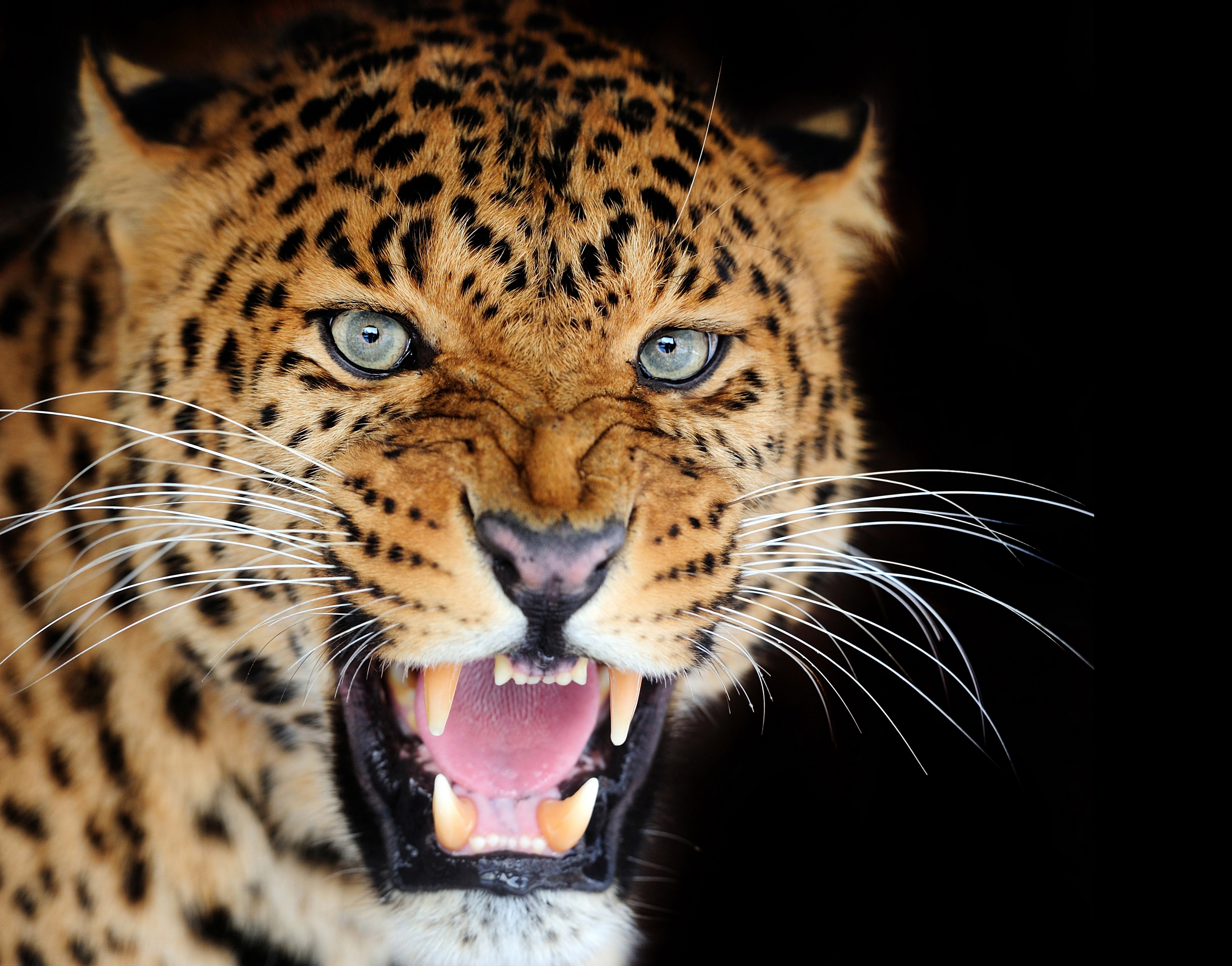 Wallpaper leopard Big cats Roar Whiskers Snout Glance 5000x3920