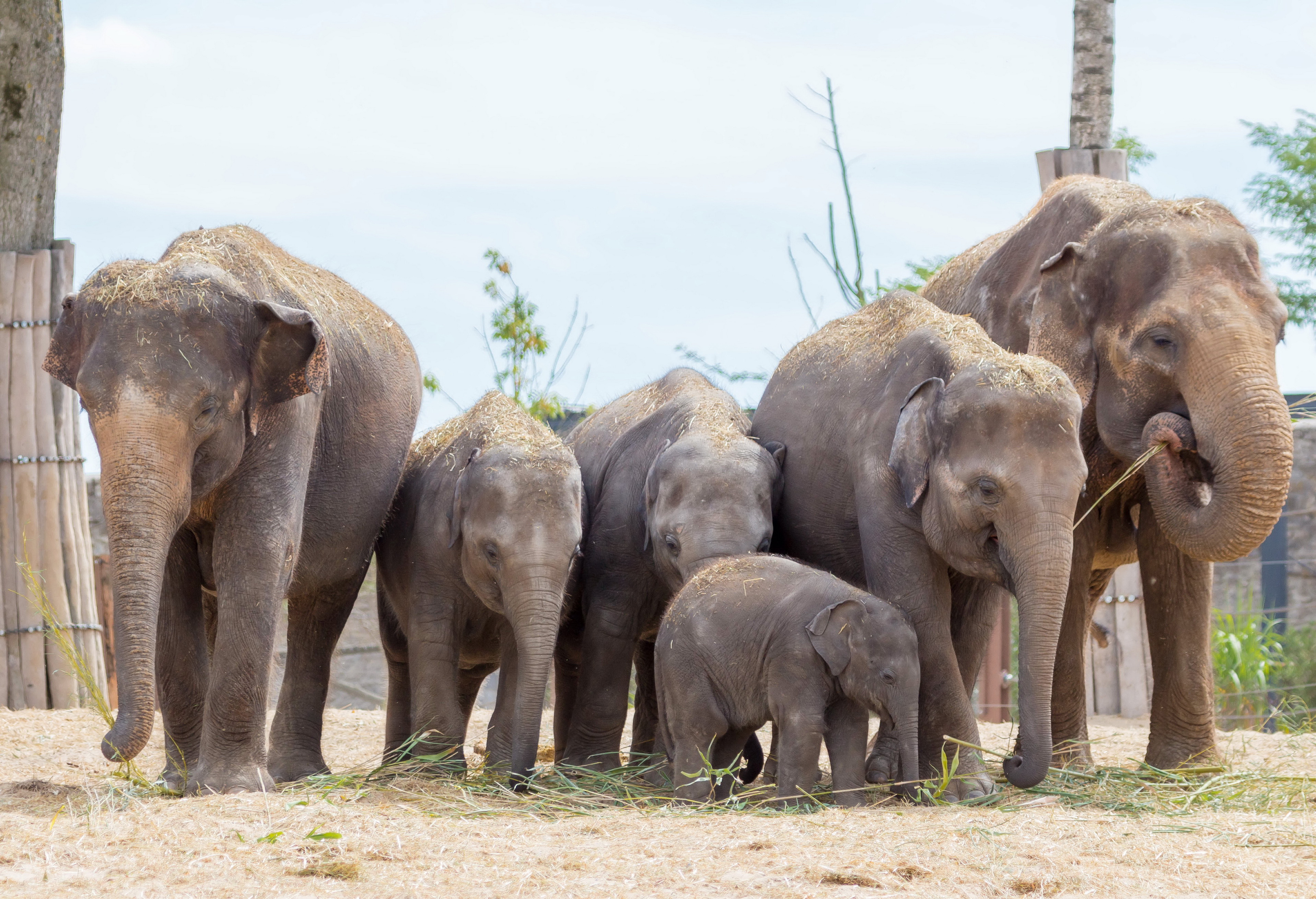 Родственники слоновых. Слоненок. Слониха со слоненком. Слоны с детенышами. Слон с детенышем.