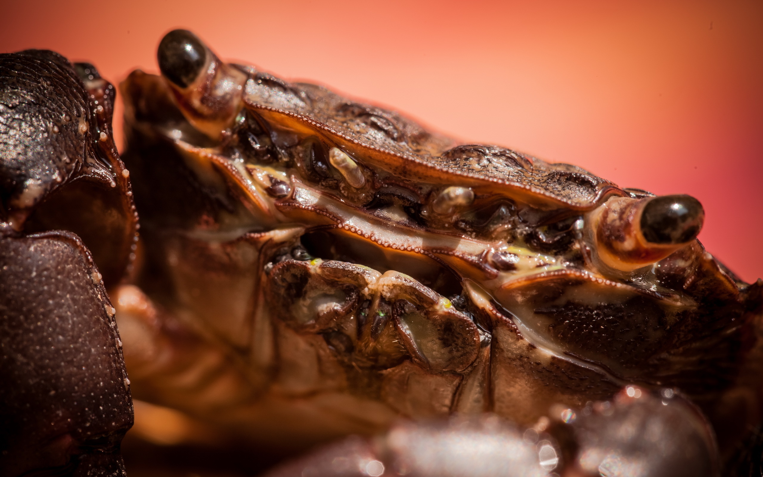 Achtergrond krab Geleedpotigen Close-up een dier 2560x1600 Krabben - Dieren Dieren van dichtbij