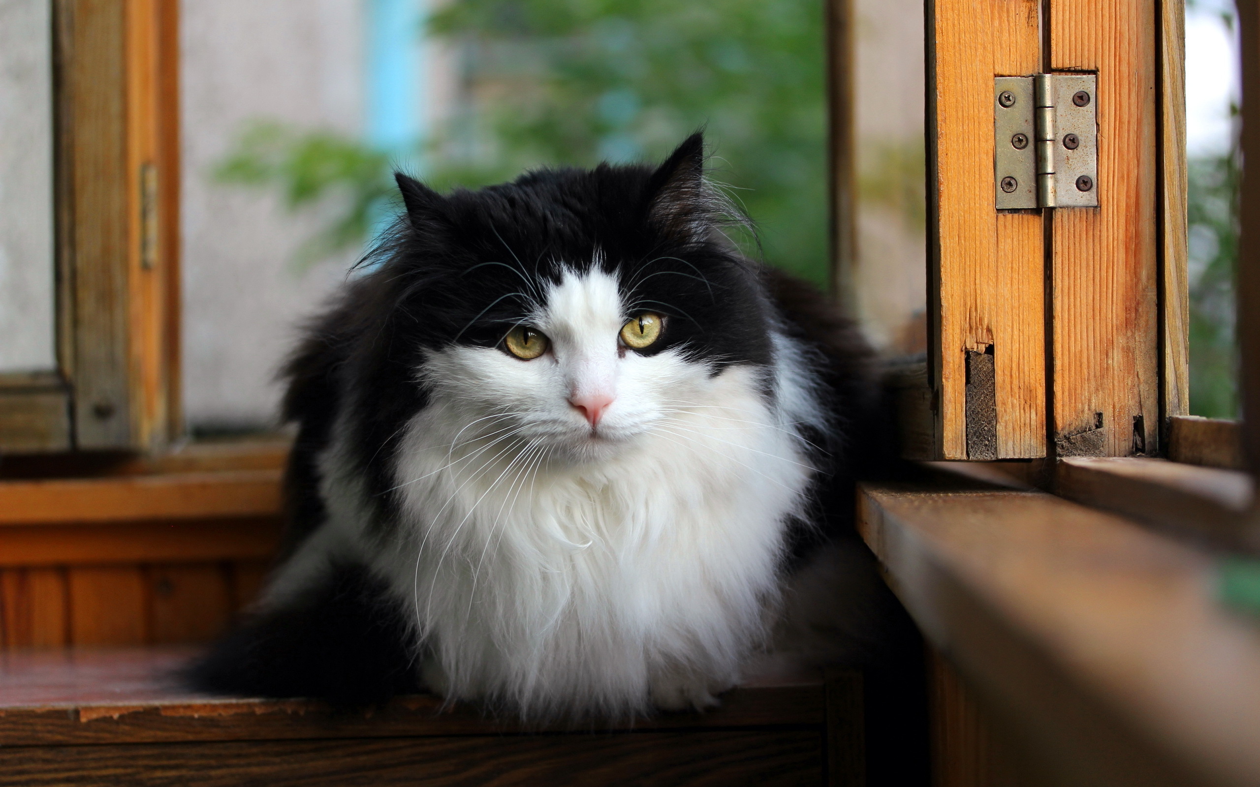 Desktop Hintergrundbilder Katzen Flaumig ein Tier Katze Hauskatze Flauschige flauschiger Tiere