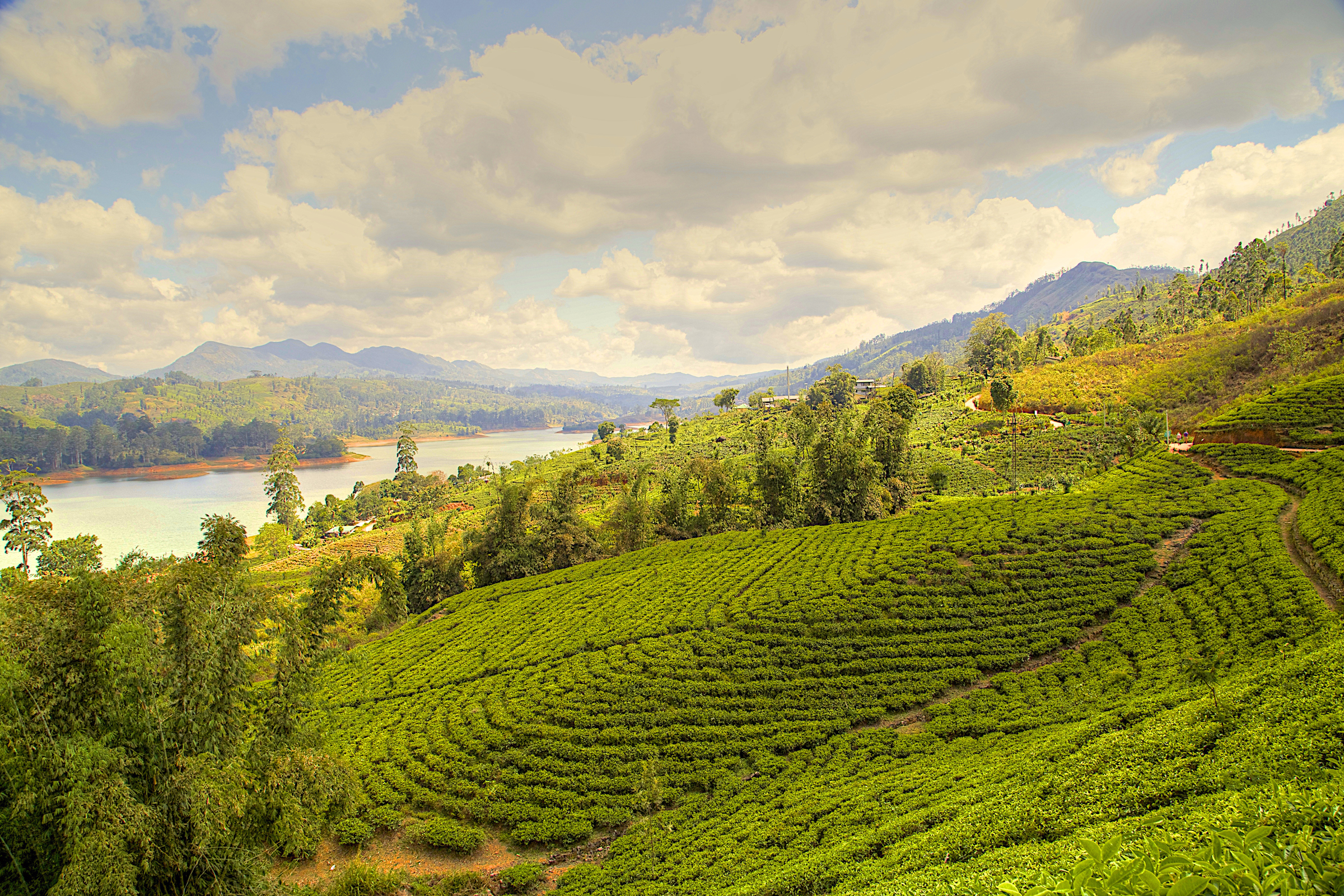 Республика шри. Шри Ланка чайные плантации. Плантация Цейлон в Шри Ланка. Чайные плантации Шри Ланки. Чайные плантации Цейлона.
