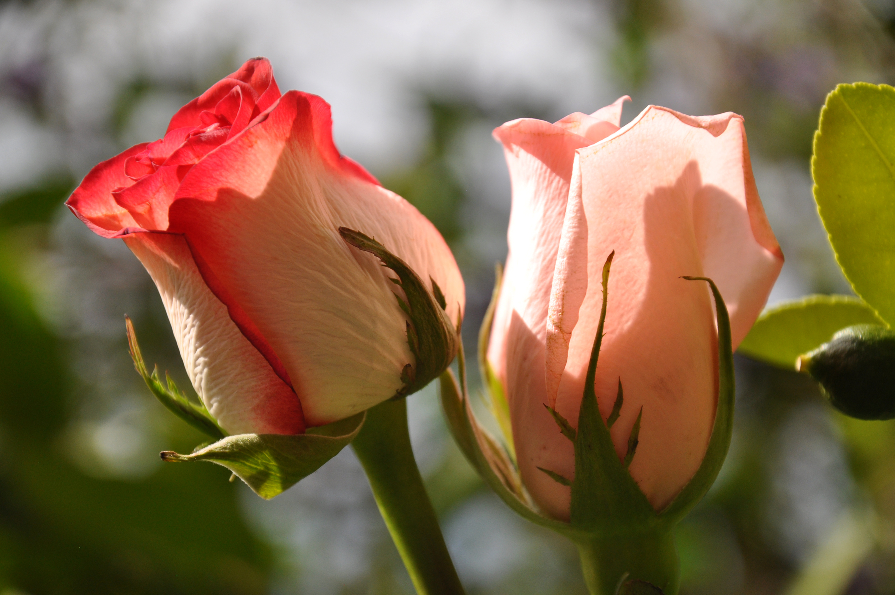 Картинки с двумя цветами. Бутон розы. Бутон розы фото. Розы крупные бутоны.