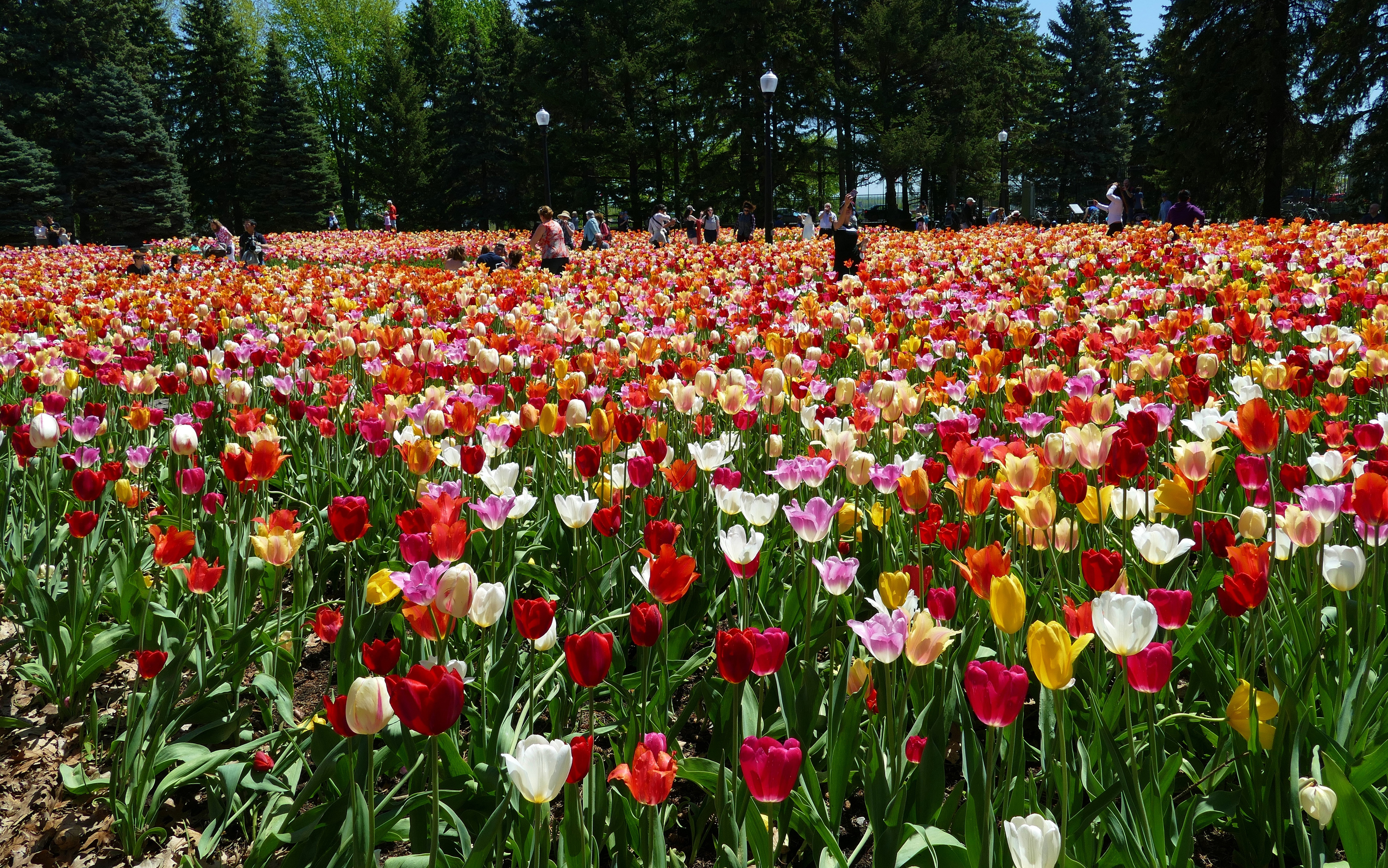 Цветок канады. Канада Tulip City. Тюльпан Монреаль. Тюльпан Квебек. Ботанический сад Калининград тюльпаны.