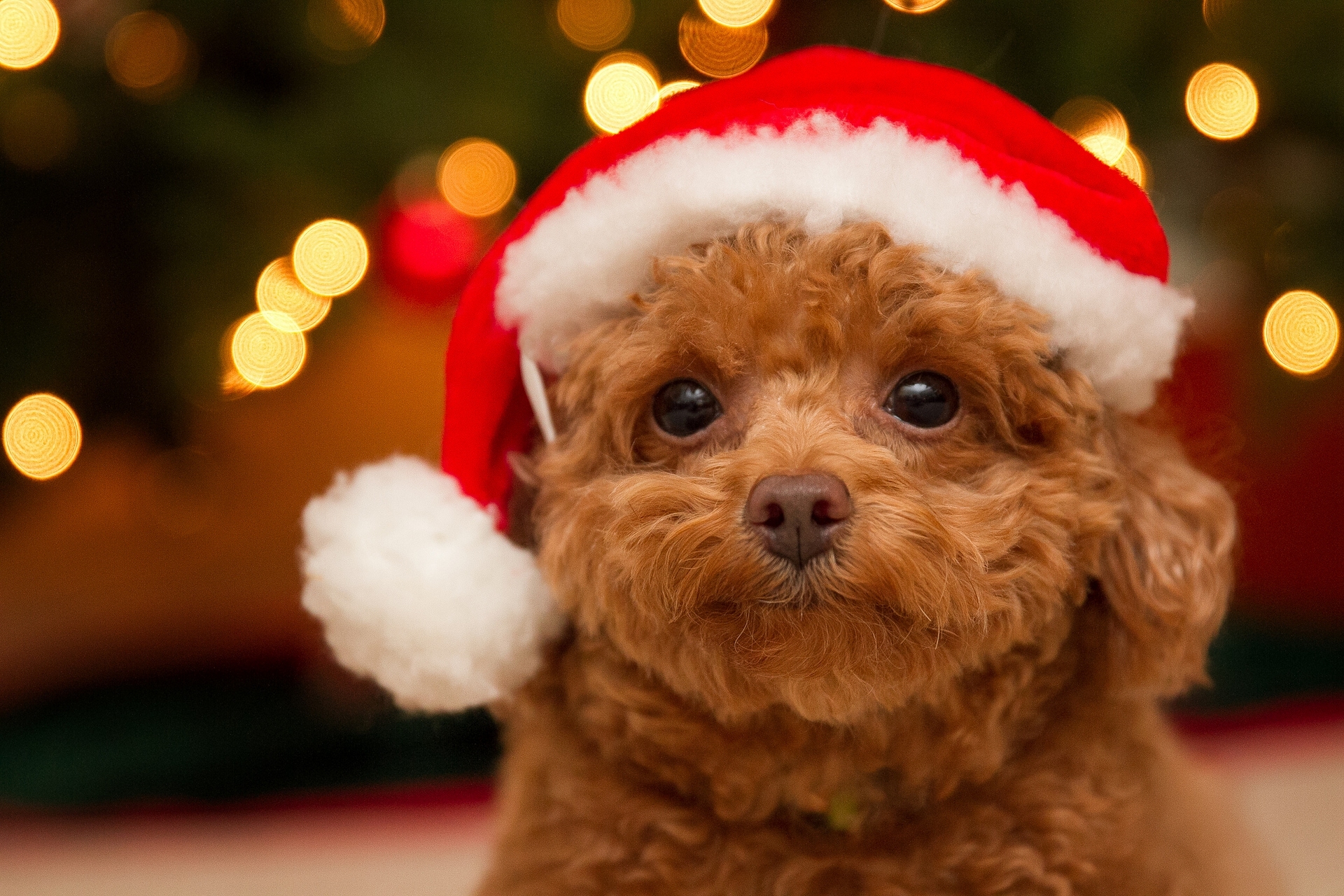 Photo Puppy Poodle Dogs New year Winter hat animal Staring 1920x1280