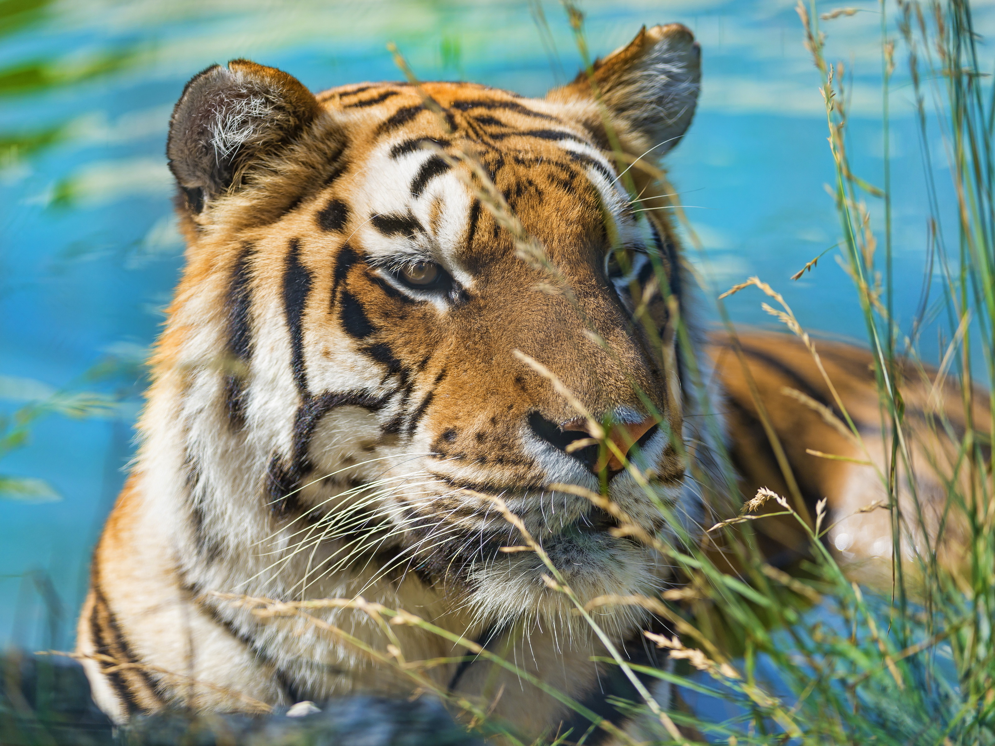 Bilder tiger Pantherinae Gräset Djur 3199x2400 Tigrar