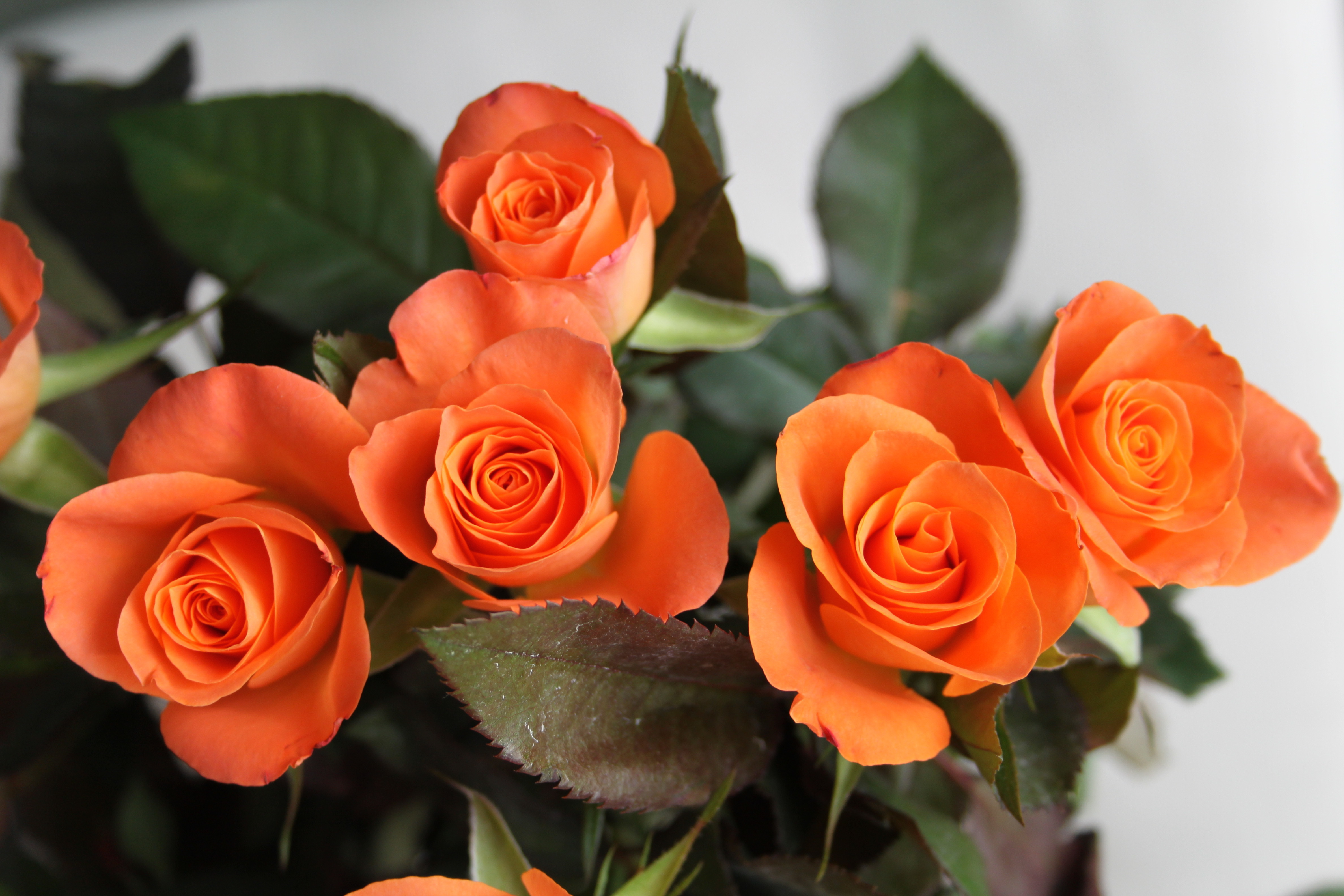 Видео красивых роз