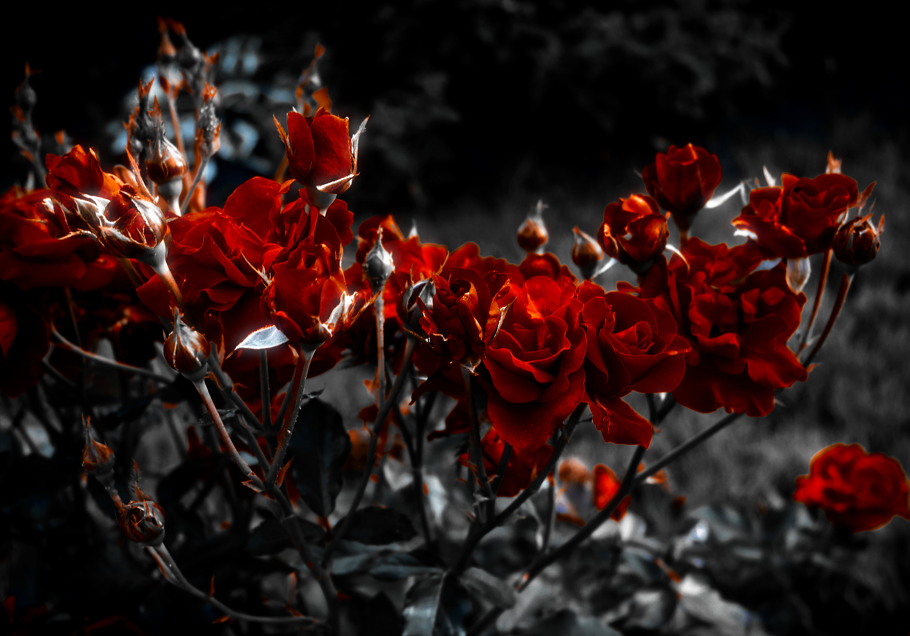 Красно черные фотографии. Дарк Роуз Эстетика. Кусты роз бордо. Кустовые розы темно красные. Бордовый куст роз.