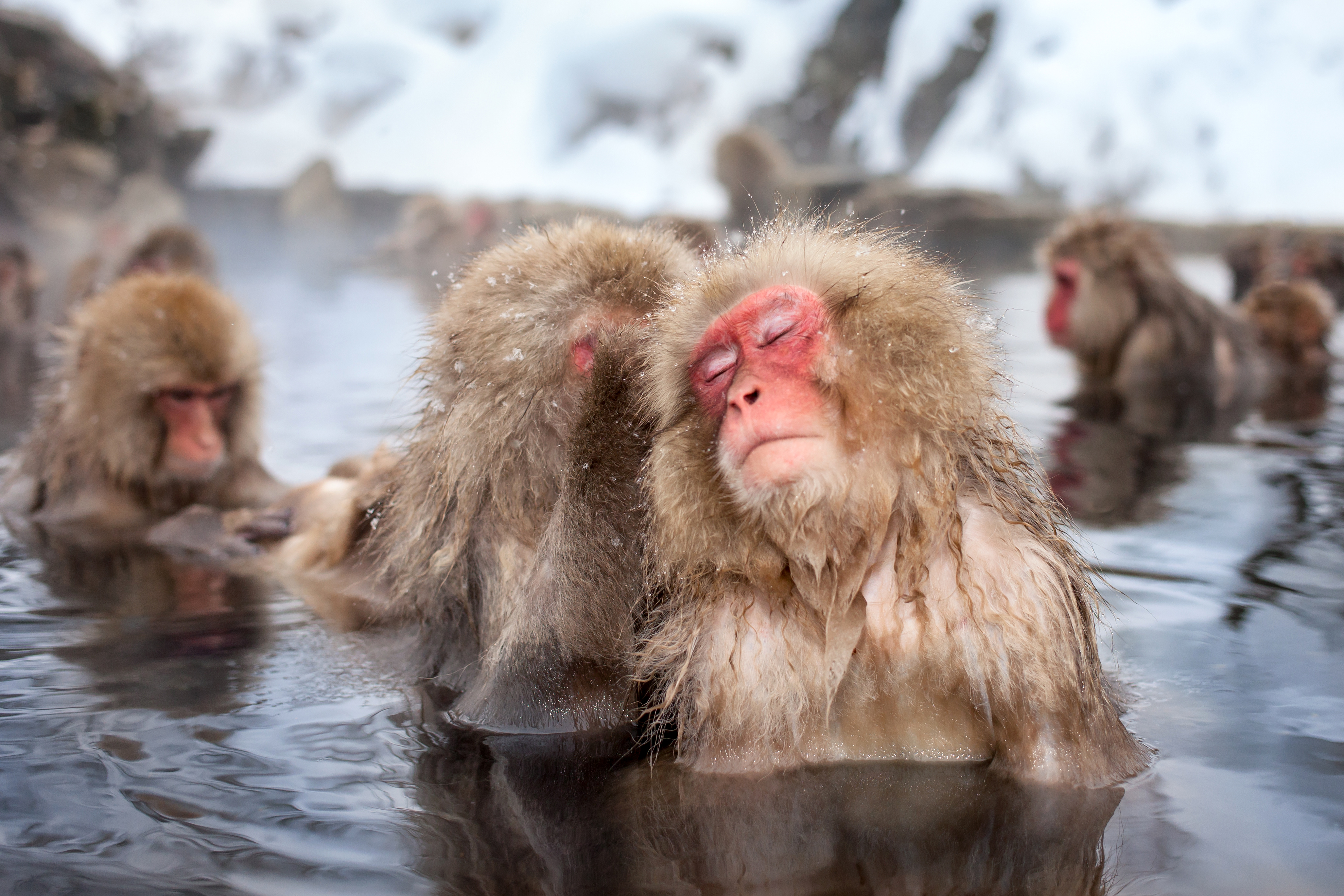 Обезьяна в теплой воде песни слушать. Снежные обезьяны в горячих источниках Нагано. Японские макаки в горячих источниках. Обезьянка в термальных источниках Японии. Снежные макаки Японии.