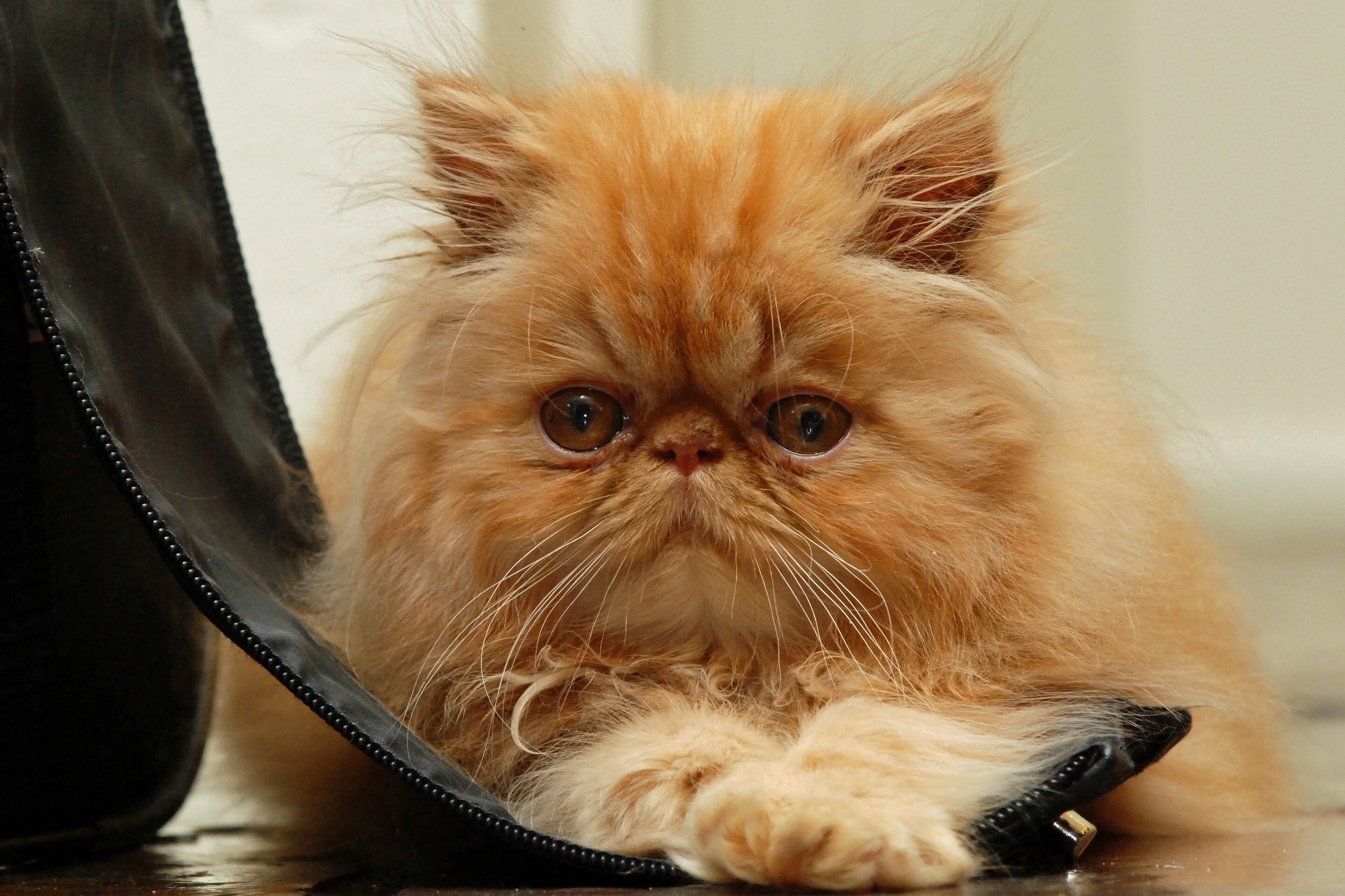 Карликовый персидский кот