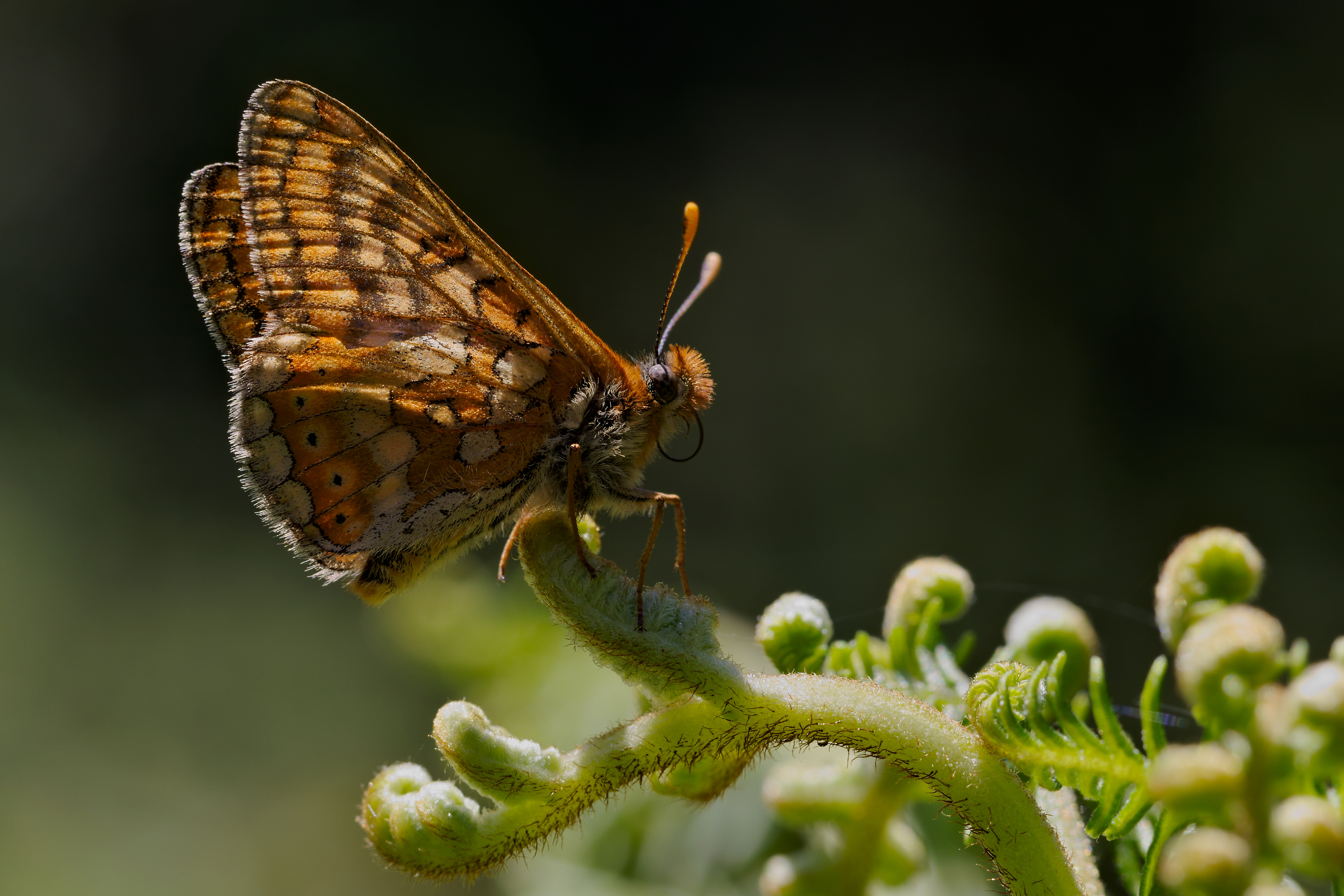zdjęcie motyl Owady euphydryas aurinia zbliżenie Zwierzęta 4500x3000 Motyle insekty Z bliska zwierzę