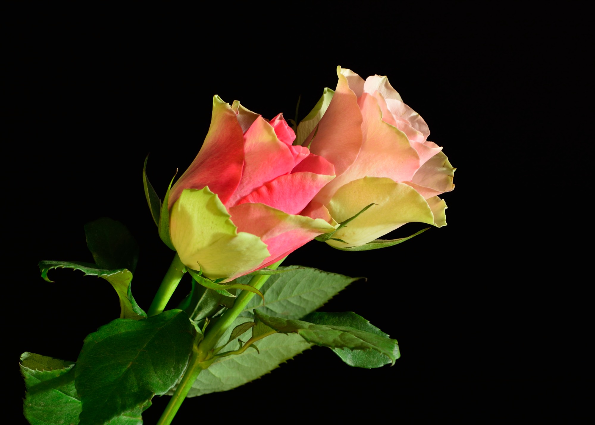 Картинка Розы цветок на черном фоне роза Цветы Черный фон