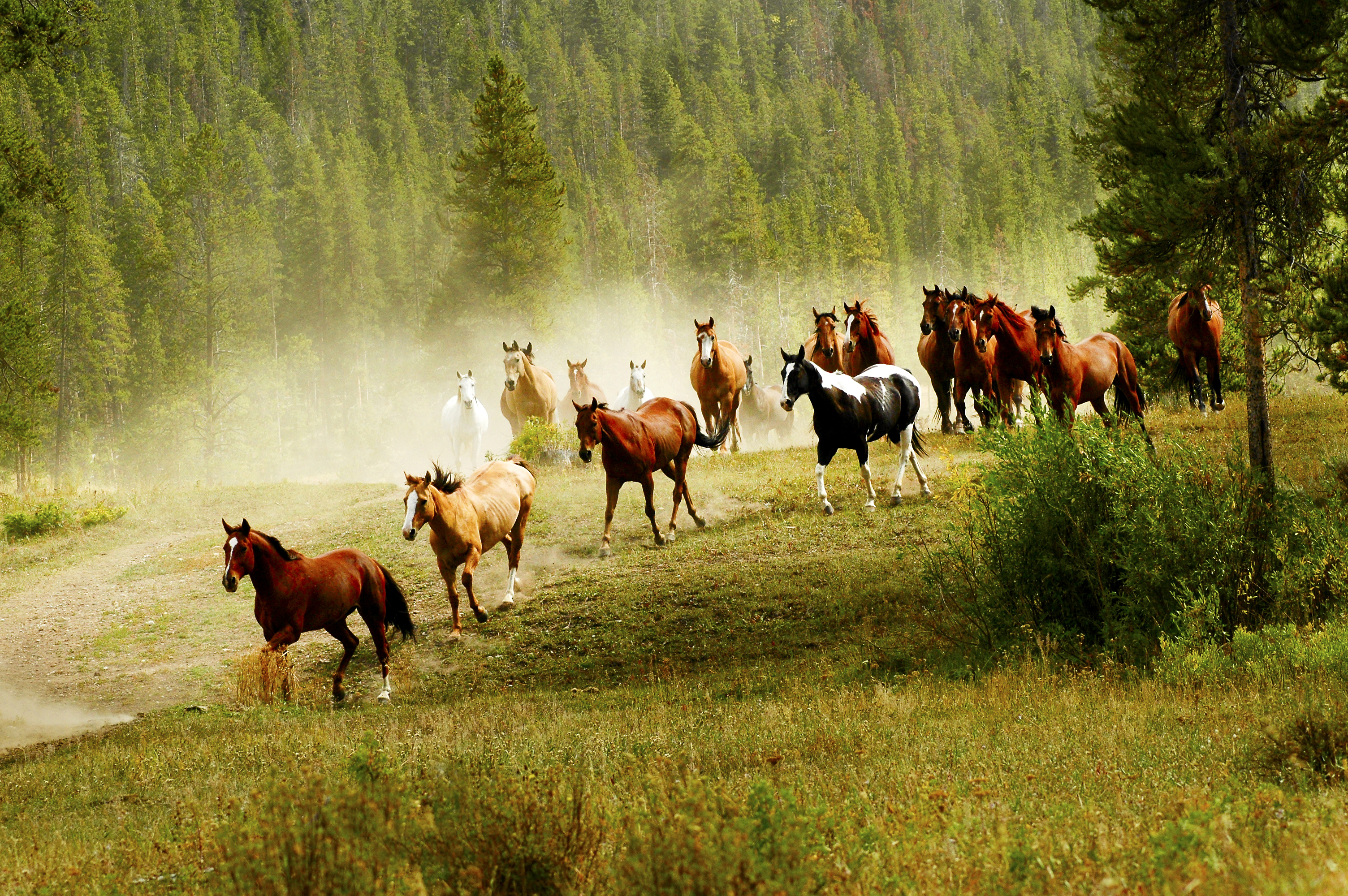 Charming horses this is the life. Табун диких лошадей. Табуны лошадей в дикой природе. Табун лошадей диких лошадей. Лошади на природе.