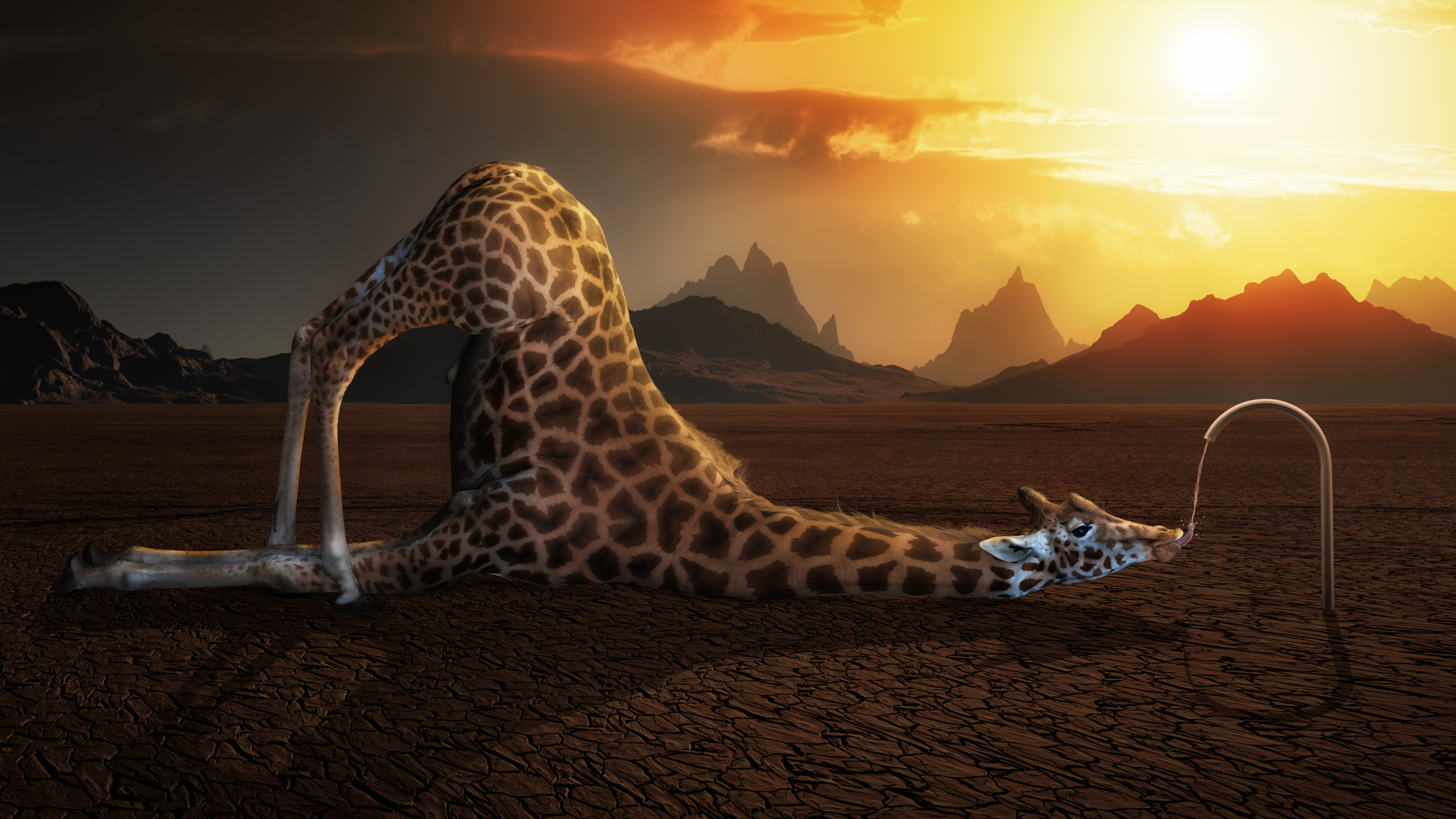 Фотографии Смешные Жирафы Смешные 3D Графика 5000x2813