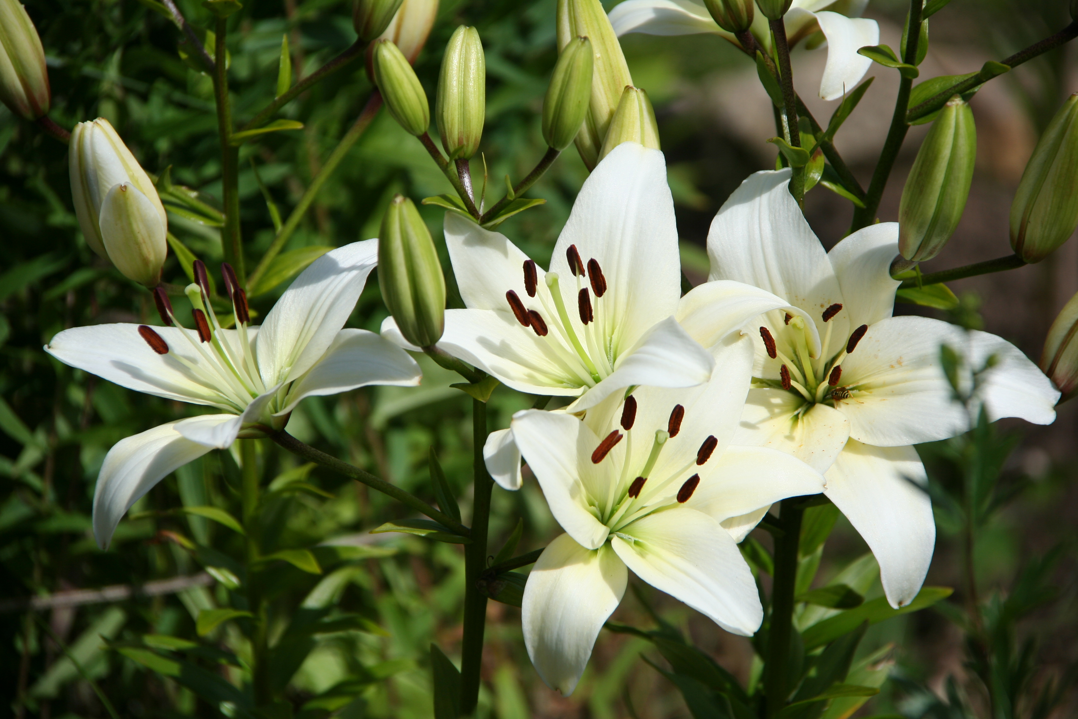 Лилия. Лилейное растение Лилия. Лилия Петер Шенк. Альпийская Лилия. Лилия азиатская белая.
