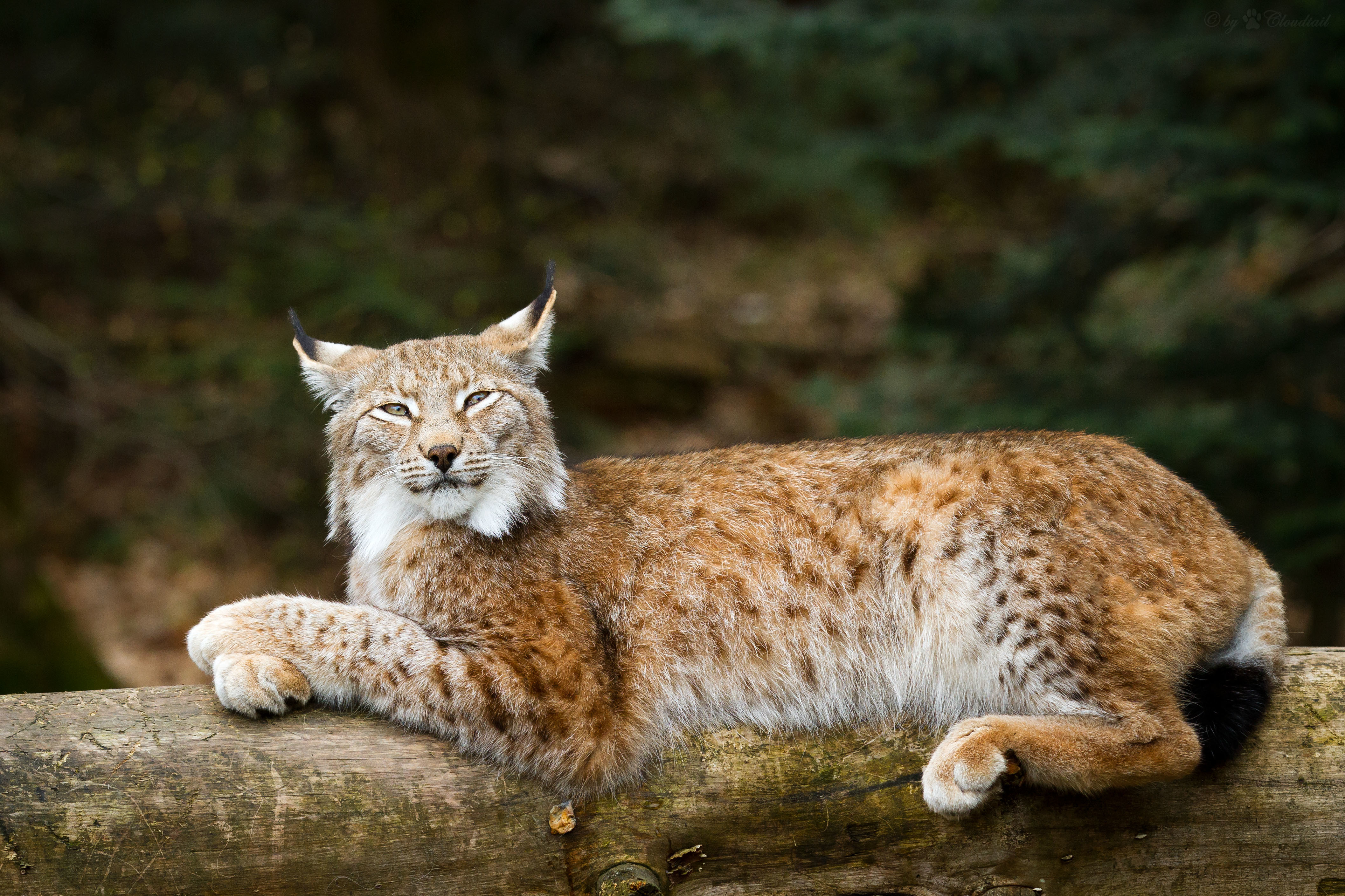 Сайт рысь. Обыкновенная Рысь. Обыкновенная Рысь Lynx Lynx. Рысь европейская обыкновенная. Гималайская Рысь.