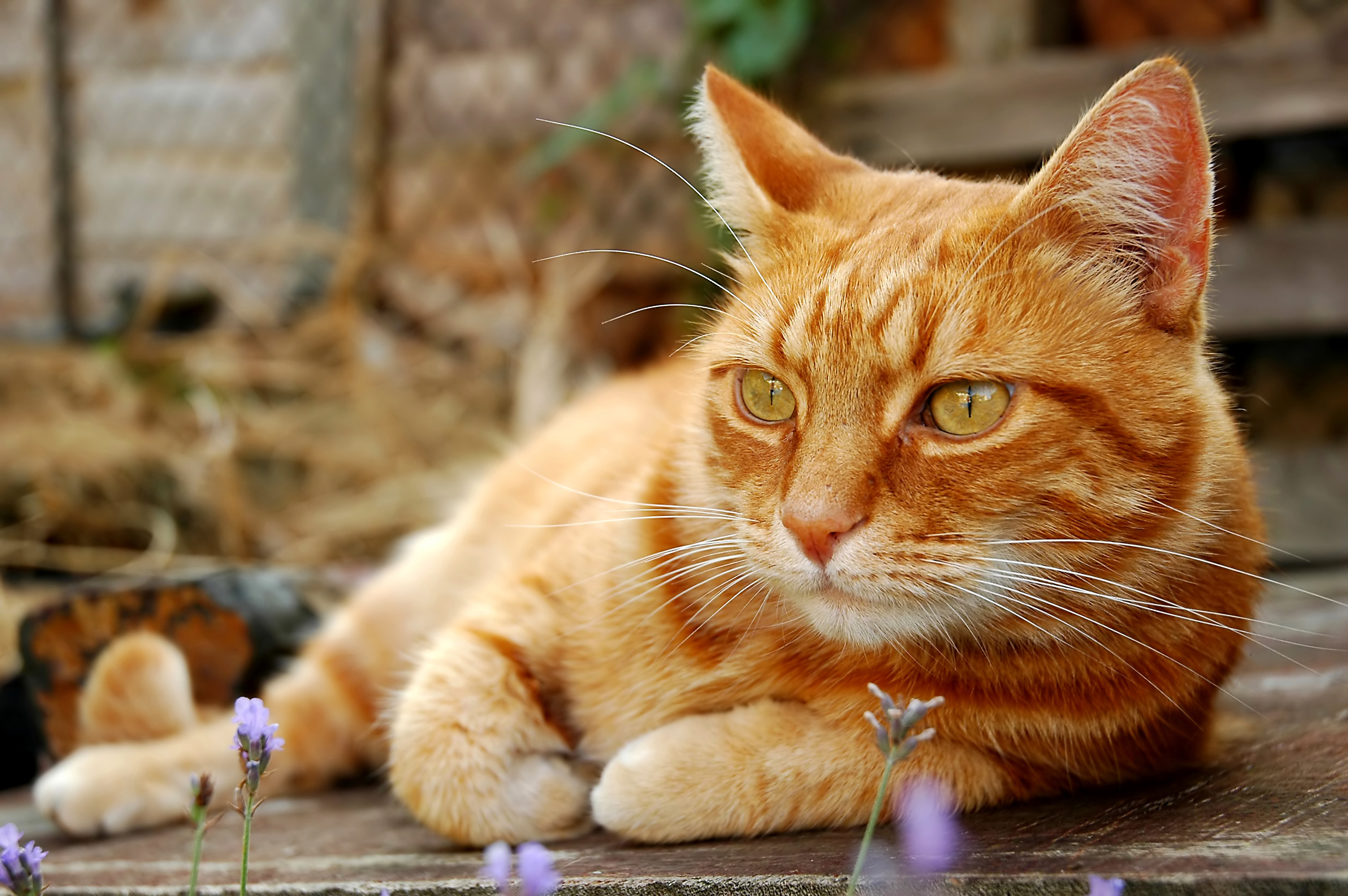 Типы рыжих кошек. Европейская короткошерстная кошка рыжая. Сибирская кошка рыжая короткошерстная. Макрелевый табби рыжий. Бразильская короткошерстная кошка рыжая цейлонская.
