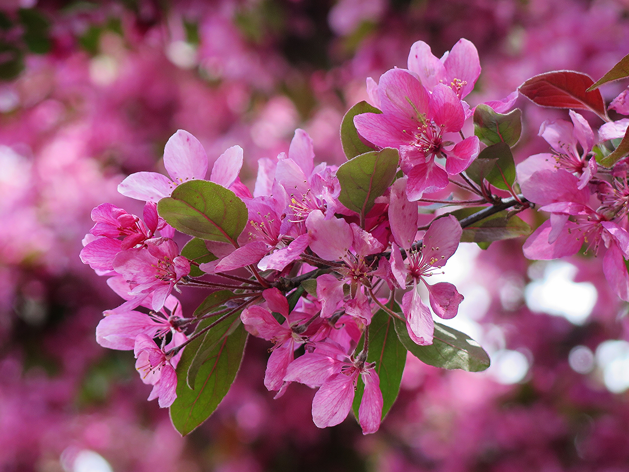 Фотографии сакуры розовая Цветы Крупным планом Цветущие деревья Сакура Розовый розовые розовых цветок вблизи