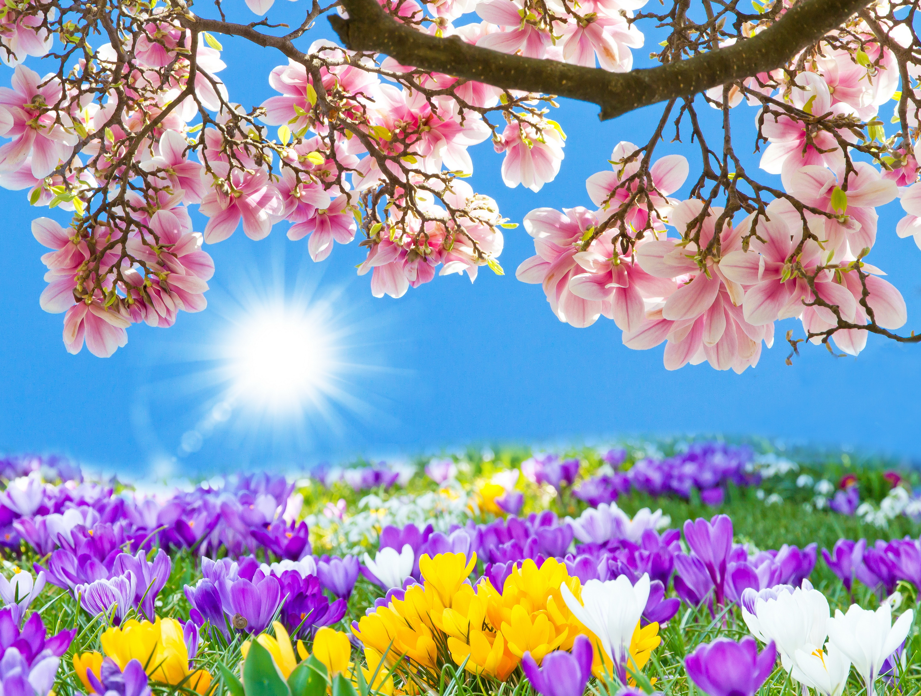 Картинки красивые весенние 2024 года. Весенние цветы. Весенний пейзаж. Красивые весенние цветы.