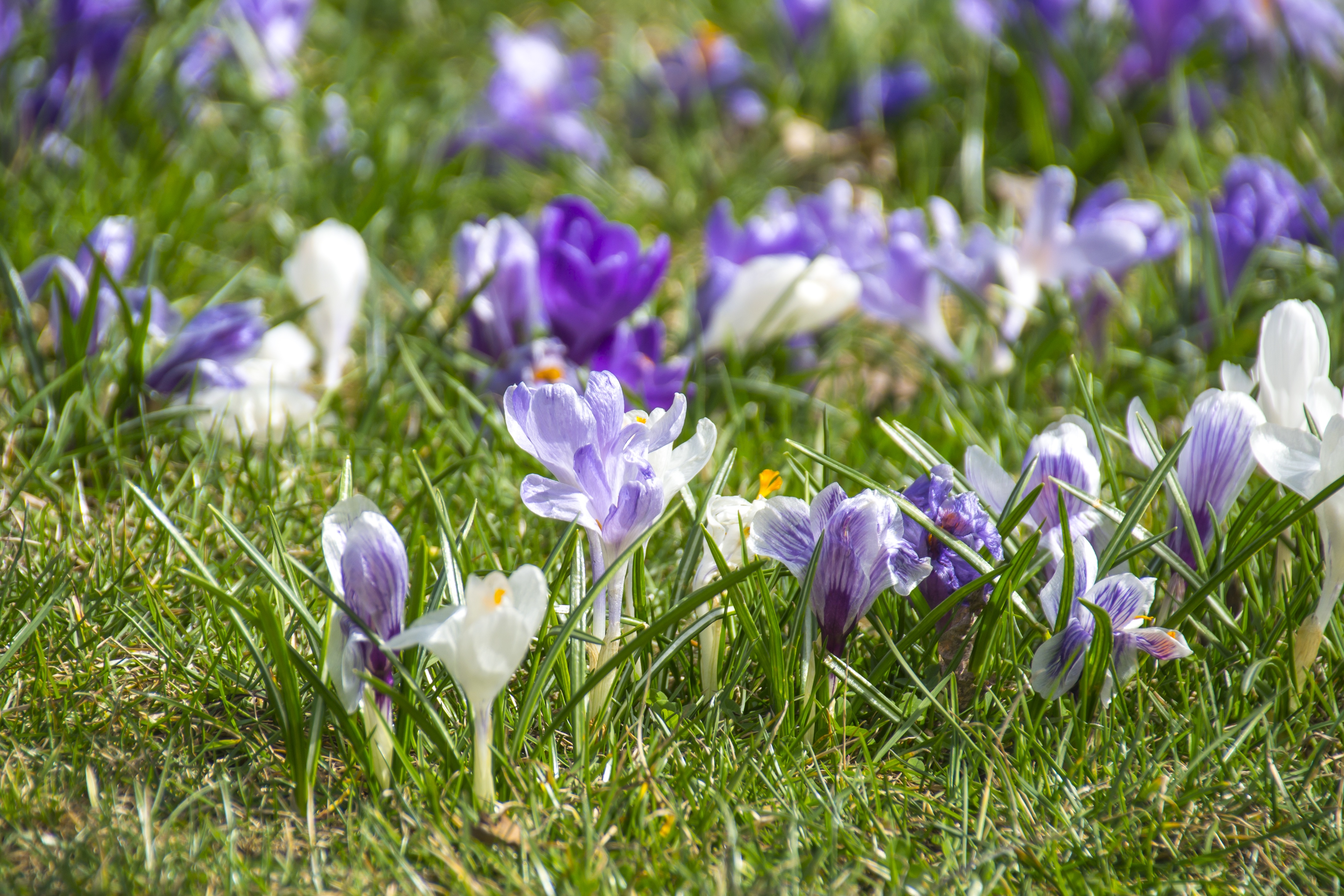 Музыка памяти крокус. Крокус фиолетовый Лесной. Крокусы пушкиния тюльпанчики почвопокровные. Самые первые весенние цветы.