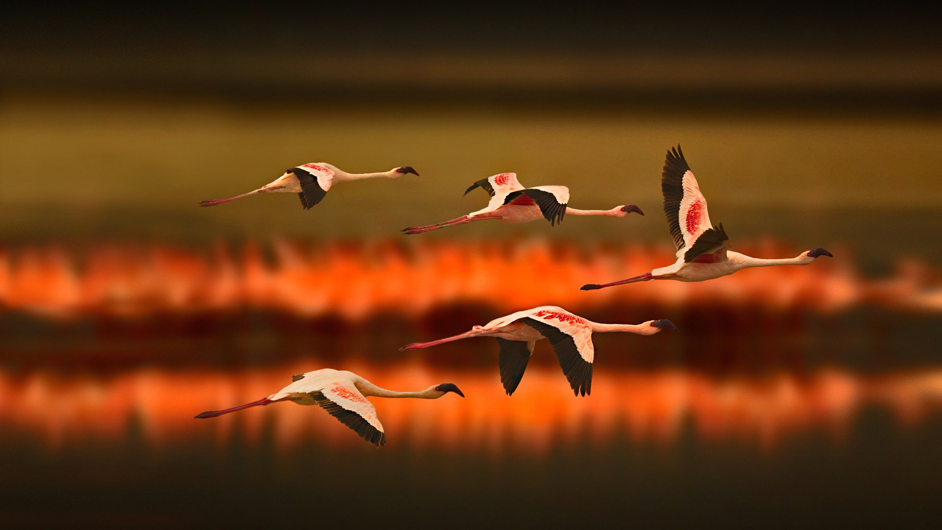 壁紙 鳥類 フラミンゴ 飛翔 動物 ダウンロード 写真