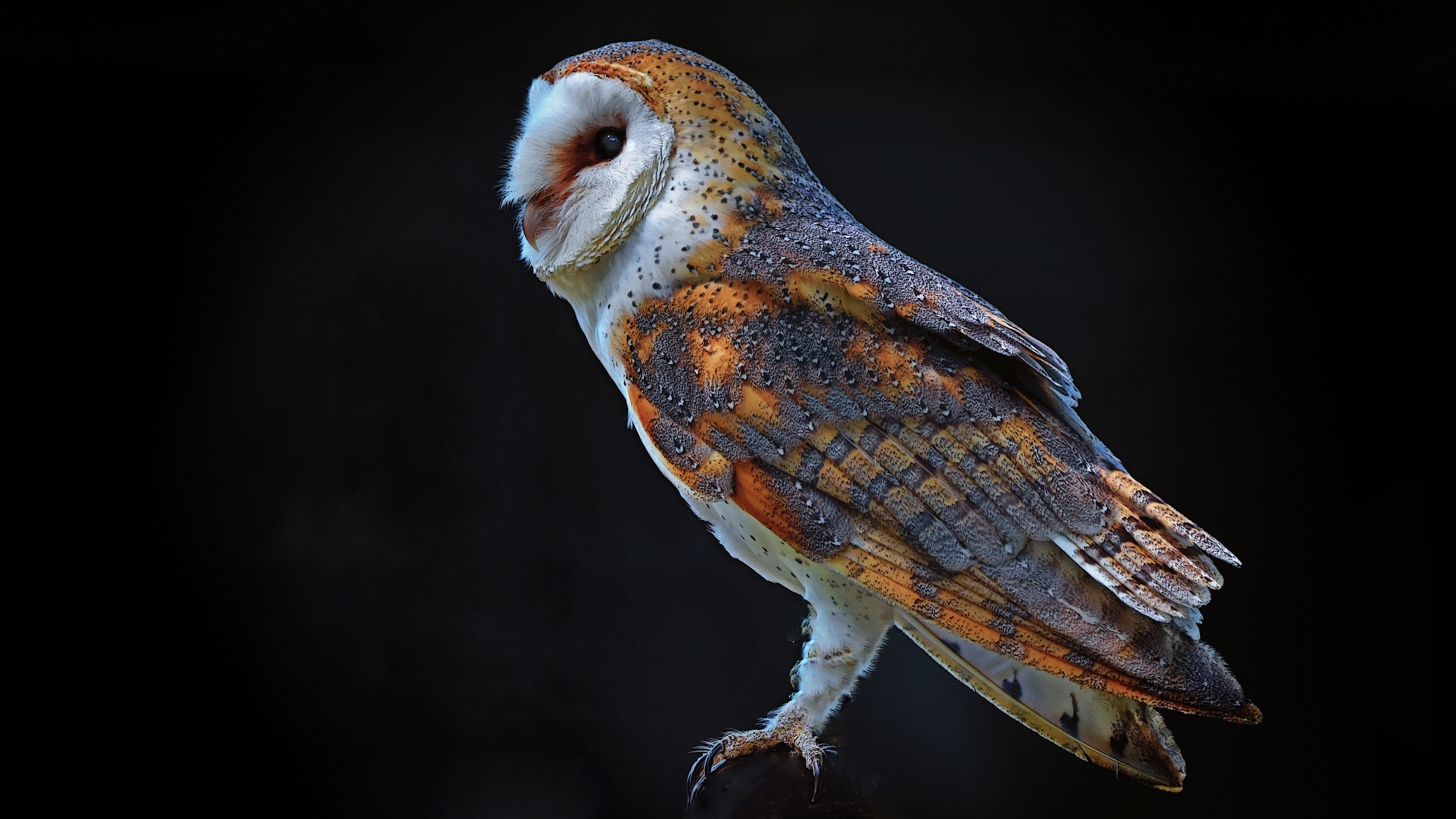 Download wallpaper 720x1280 owl barn owl flying bird predator samsung  galaxy mini s3 s5 neo alpha sony xperia compact z1 z2 z3 asus  zenfone hd background