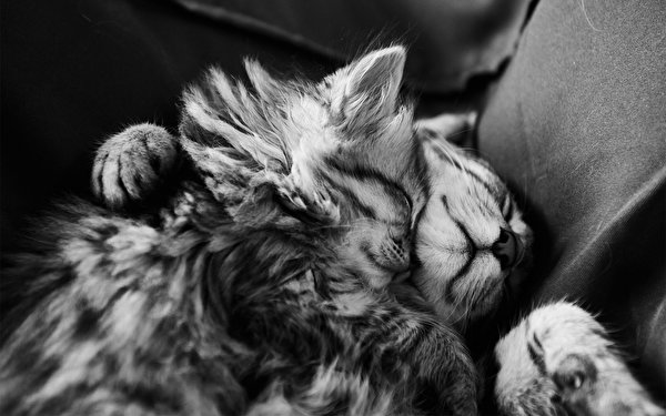 Картинка кошка Пушистый обнимаются Животные 600x375 кот коты Кошки Объятие обнимает пушистая пушистые животное
