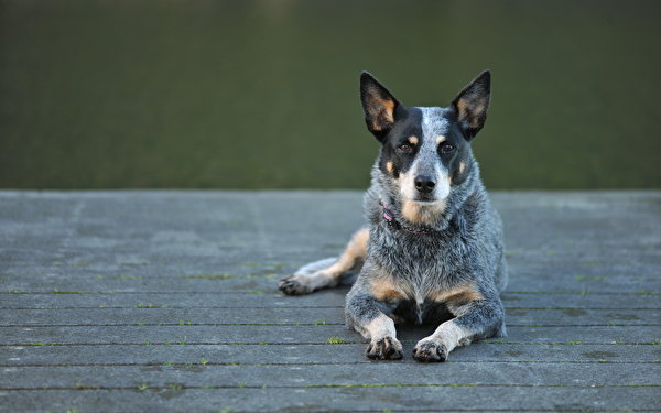 Pictures Dogs Australian Cattle Dog Animals 600x375 dog animal