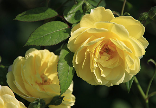 Foto's roos Geel kleur Bloemen Close-up 600x416 Rozen bloem van dichtbij