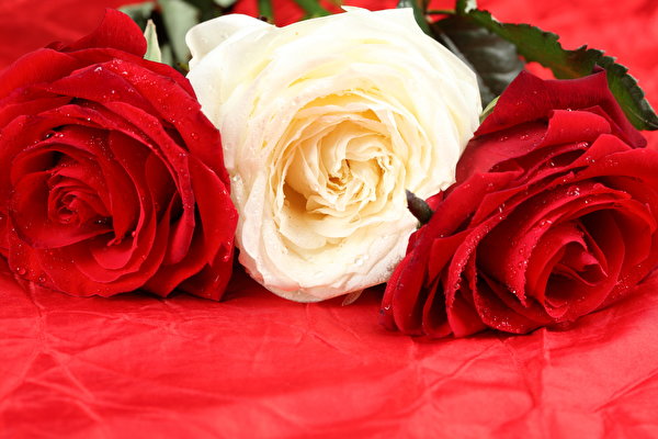 600x400 Roses En gros plan Rouge fleur, rose Fleurs