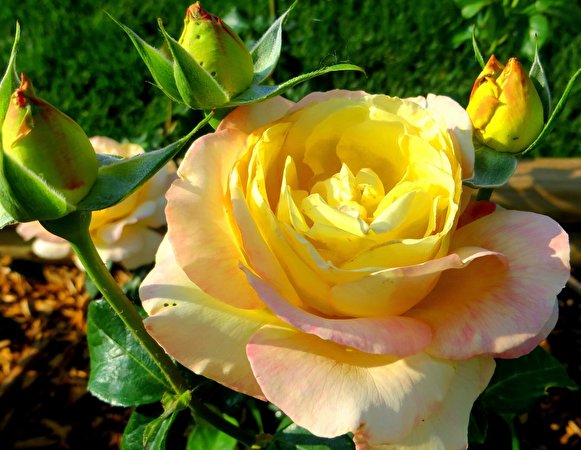 Bilder von Gelb Rosen Blumen Nahaufnahme 581x450 Rose Blüte hautnah Großansicht