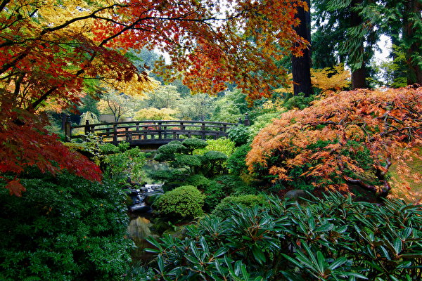 Photo USA Portland Japanese Maple Nature Bridges Gardens 600x400