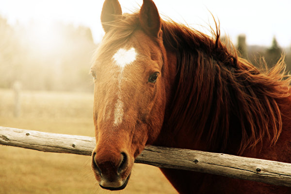 zdjęcia Konie Głowa zwierzę 600x399 koń Zwierzęta