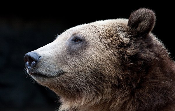 Картинка Бурые Медведи медведь Голова Животные 600x383 Гризли Медведи головы животное