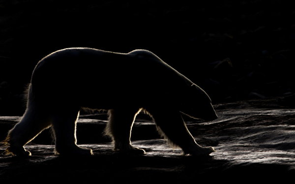 zdjęcie Niedźwiedź polarny niedźwiedź Noc zwierzę 600x375 Niedźwiedzie w nocy Zwierzęta