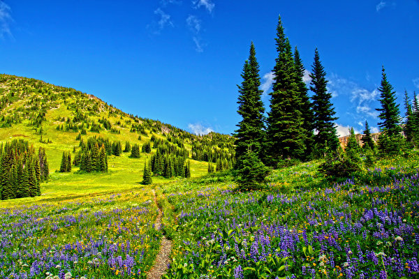 Desktop Wallpapers Spruce Nature Lupinus landscape 600x400