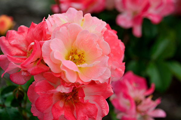 Tapeta róża różowa kwiat zbliżenie 600x400 Róże różowe Różowy kolor Kwiaty Z bliska