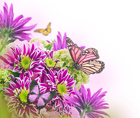 Tapeta na pulpit Motyle insekty Kwiaty Chryzantemy Zwierzęta 534x450 motyl Owady kwiat złocień zwierzę