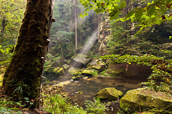 Bilder von Natur Wald Baumstamm Wasser 600x398 Wälder