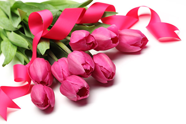 600x400 Tulipas Cinta flor, tulipa, tulipanes Flores