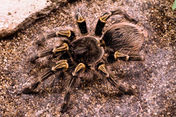 Immagine Ragni Acanthoscurria geniculata Arthropoda Animali Da vicino 600x400 ragno araneae animale