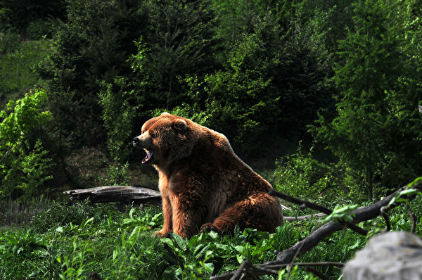 Bilder von Braunbär ein Bär ein Tier 600x398 Bären Tiere