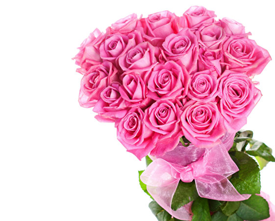 Нежно розовый цветок на белом фоне