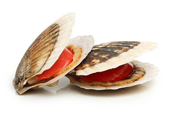 Pictures Shells Food Seafoods 600x396