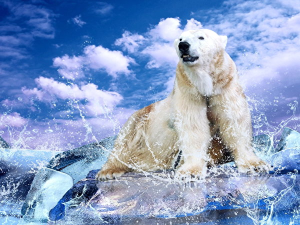 Polar bears Water splash wallpaper (8 images) pictures download