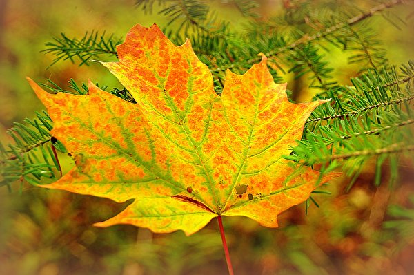 Photos Foliage Maple Autumn Nature Branches Closeup Seasons 600x398